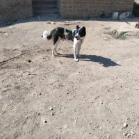 سگ سرابی اصیل