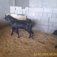 نر بز اصل
