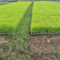 تم هاشمی زودرس اصلاح شده