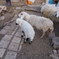 میش و بره
