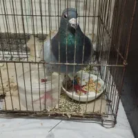 کبوتر