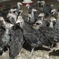 نیمچه بوقلمون نیمچه مرغ