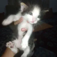 واگذاری گربه بازیگوش و خوشگل