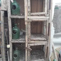 جفتکن کبوتر