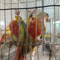 راهب ،ردچیک ،سنگال