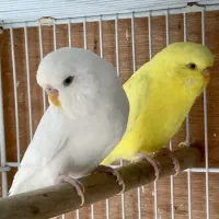 یک جفت مرغ عشق