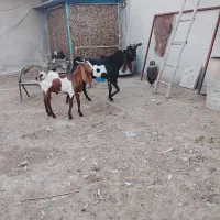 سه عدد بز  داشتی جهت فروش