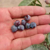 فروش نهال بلوبری درجه یک