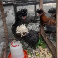 فروش مرغ و خروس لهستانی