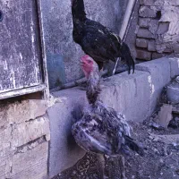 فروش خروس لاری