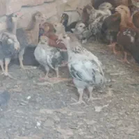 جوجه یکماهه مرغ و خروس محلی گلپایگانی