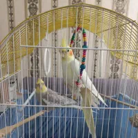 عروس هلندی سرحال سخنگو جفت با قفس و لوازم