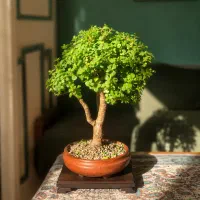 خرفە ای بونسای