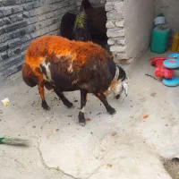 شیشک پلنگی