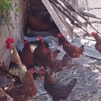 اصل محلی