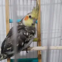 عروس هلندی نر و ماده با قفس
