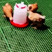 کف پوش بستر دام طیور و پت