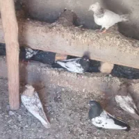 کفتر|پرنده|قوچان, |دیوار