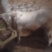 گوساله نر شاروله