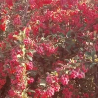 فروش زرشک