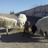 بره نر چاق کابر دورگ چینی چاق