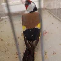 سهره نر زیبا و بخوان