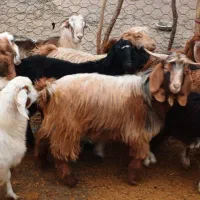 بزغاله  چیپش گوشتی سالم