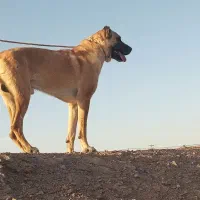 سگ گله جوان هیکلی