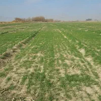 زمین هزار متری روستای گنبدواز درون بافت روستا