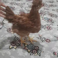 جوجه مرغ و خروس رسمی