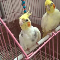 عروس هلندی نر و ماده