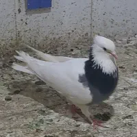 کفتر طوقی شهرستانی