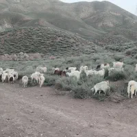 تعداد 100راس بز .نری.کهره