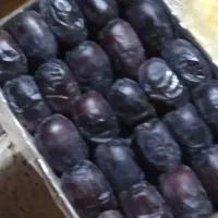 خرمای تازه وتمیز
