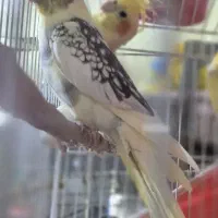 ۴ عدد نر بالغ دوبال کشیده مست سالم و درشت