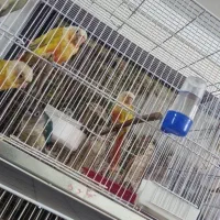 ملنگو|پرنده|نیشابور, کوی یغما|دیوار