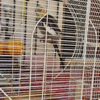 طوطی عروس همراه قفس
