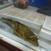 ماهی لجن خواردوعدد