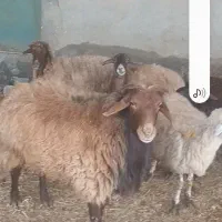قوچ هموچندقلوزا