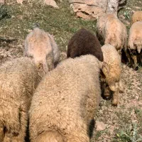 ۲۰ بره نژاد دار صادراتی درجه یک سنجابی