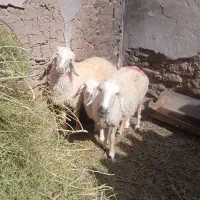 میش
