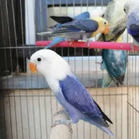 طوطی برزیلی کتوله