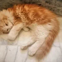 بچه گربه سه ماهه
