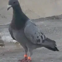 کبوتر باخت دادم