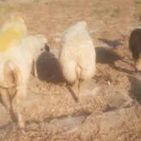کاور شیرازی    کهنوج سرخ قلعه