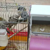 پرنده|پرنده|زرین دشت (همدان), |دیوار