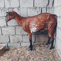 کهره نقشی جمولی اوس ۳ماه