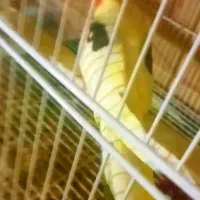 جفت دوکت آلبینو ودوکت لوتینو مولدباجوجه