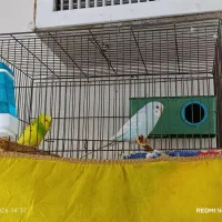 مرغ عشق جفت