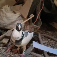 کبوتر/فروش فوری